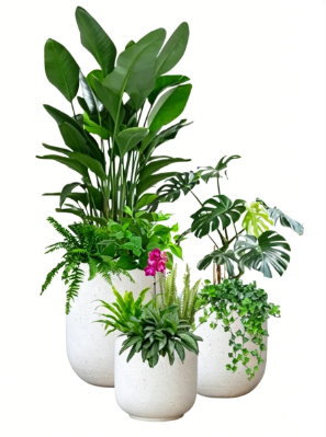 鄞州植物摆放-杭州湾绿化养护质量-鄞州绿化养护工程-慈溪花木租摆选择